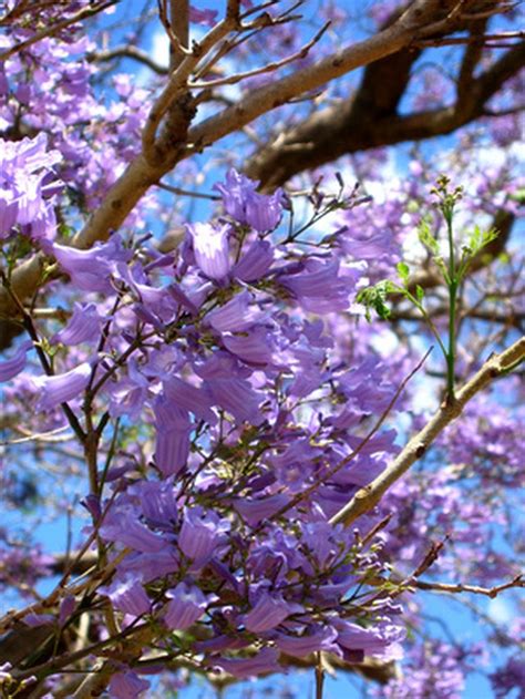 Examine the flowers on the tree. Spring Purple Flowering Trees | Hunker