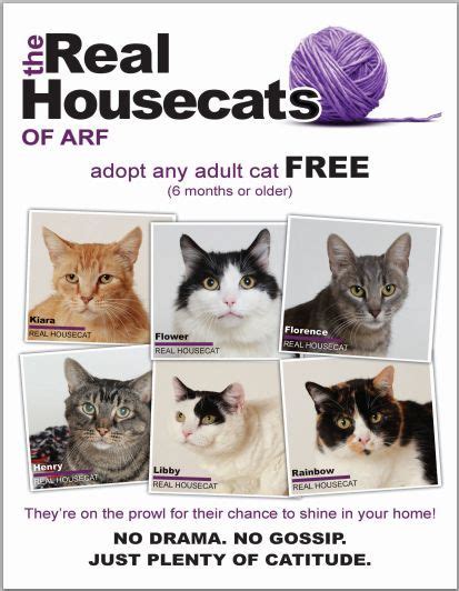 Cat(s)/kitten(s) is(are) delivered to your home with the adoption contract to review and. 10 Brilliant Cat Adoption Promos | ASPCA Professional ...