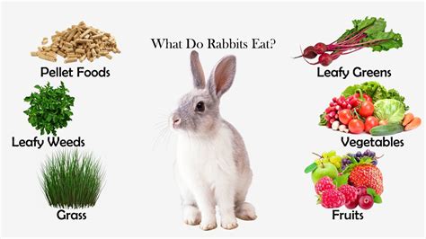 What Do Rabbits Eat Feeding Nature