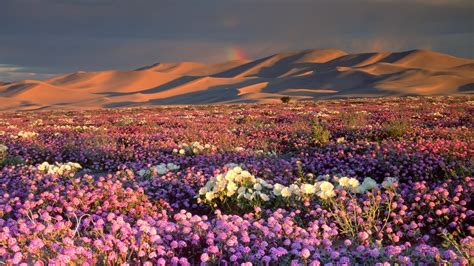 Dreamstime is the world`s largest stock photography community. A 'Super Bloom' Is Hitting California Deserts. Here's How ...