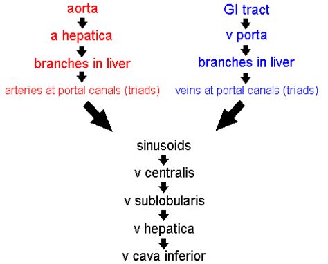 June 17, 2021 reading time: The liver