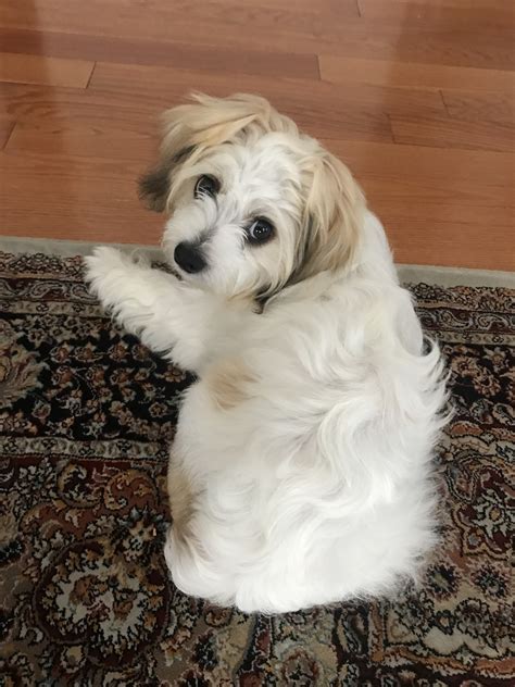 Bolognese breeders can list their bolognese puppies for sale. Bichon Bolognese Puppies For Sale | Nashville, TN #306127