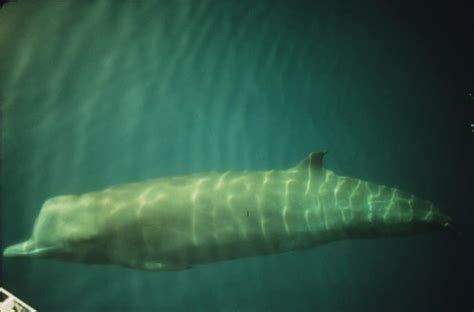 Nördlicher Entenwal - Whale and Dolphin Conservation Deutschland