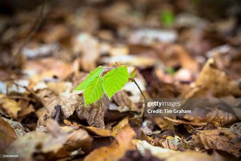 Beech Tree Sapling In Cotswolds Woodland High Res Stock Photo Getty