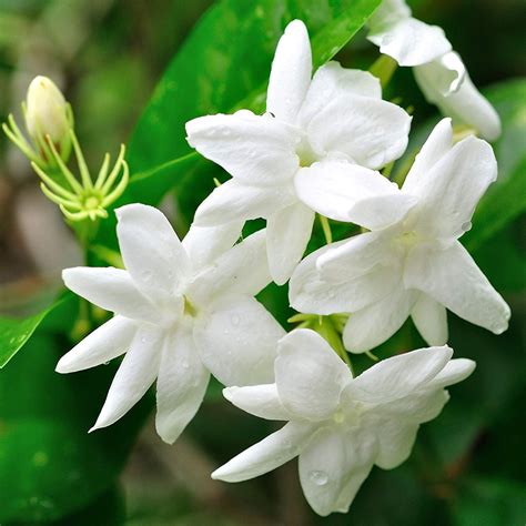 Hardy Jasmine Deliciously Fragrant Jasminum Officinale 1 Plant In
