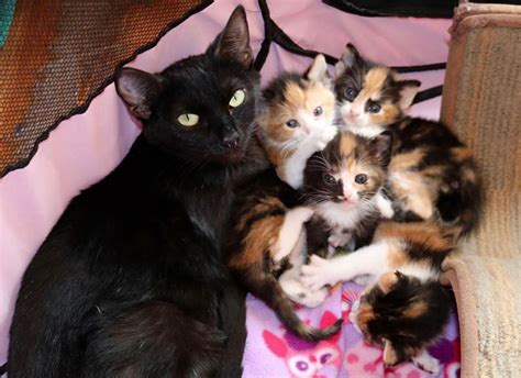 Mama And Baby Kittens Cute Kittens Photo 41501490 Fanpop