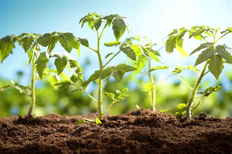 You should replant seedlings when they are about 2 to 3 inches tall and have developed their first set of true leaves. How to Grow Your Own Tomatoes, Part 2: Transplanting ...