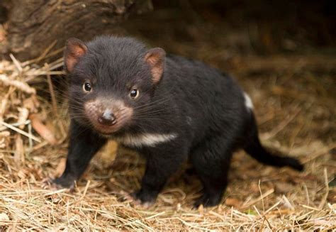 Cute Tasmanian Devil Baby Raww