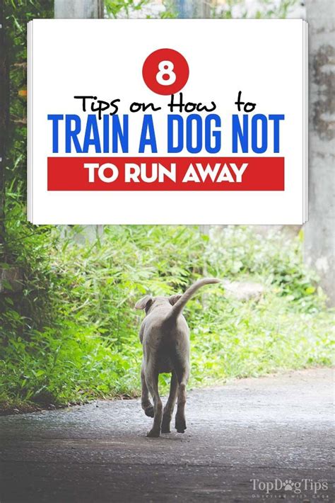 8 Tips On How To Train A Dog Not To Run Away And Safely Walk Off Leash