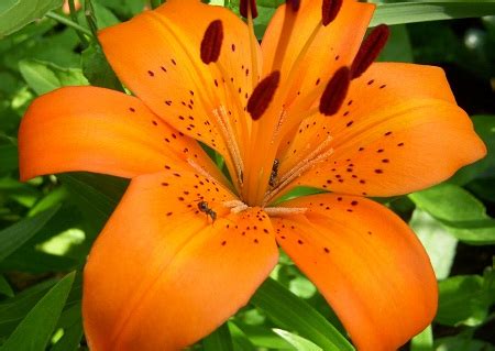 We did not find results for: Top 20 Most Beautiful Flowers Commonly Found In India ...