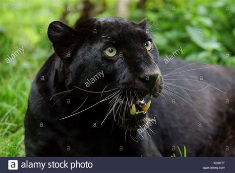 BLACK PANTHER panthera pardus, ADULT WITH OPEN MOUTH Stock Photo - Alamy
