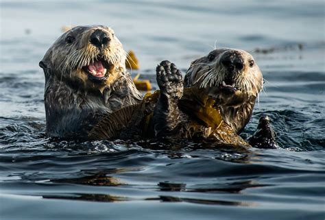 Sea Otter Couple In Sea Of Okhotsk In Far East Russia The Area With