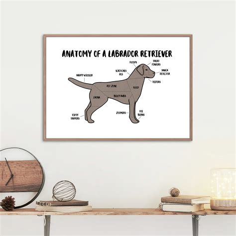 Anatomy Of A Labrador Retriever Poster A5 And A4 Dog Print Etsy Uk