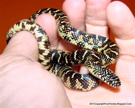 Baby King Snake