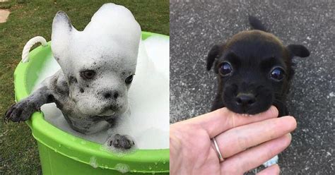 Weitere ideen zu süße tiere, haustiere, hunde. 15 Welpen, die zu süß für diese Welt sind