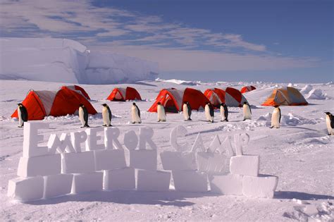 Emperor Penguin Camp Antarctic Logistics And Expeditions