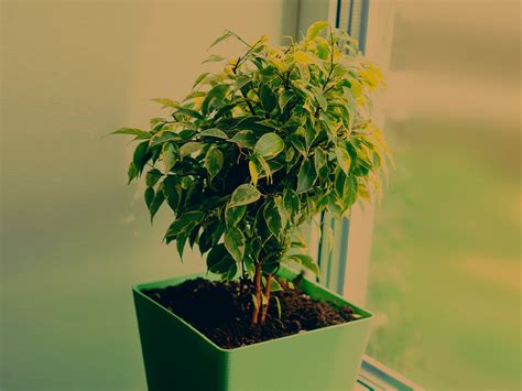 Tips To Care For A Ficus Benjamina