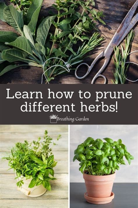 How To Prune Herbs To Keep Them Healthy And Coming Back Every Year