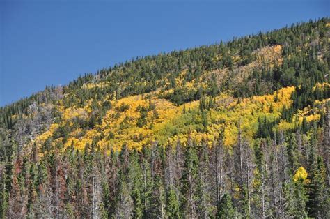 Aspen Trees Rocky Mountain National Park Photo By Charles Mooney