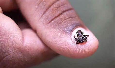 Top 123 The Most Smallest Animal In The World