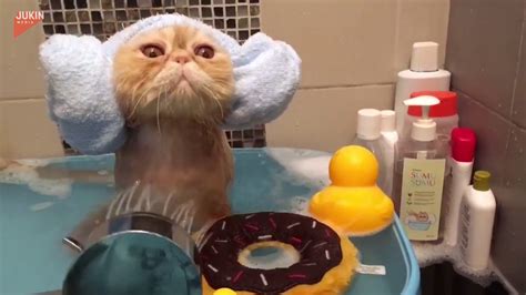 Cat Takes Amazingly Luxurious Bath