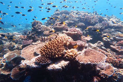 Australia To Challenge Unesco Downgrade Of Great Barrier Reef Welcome