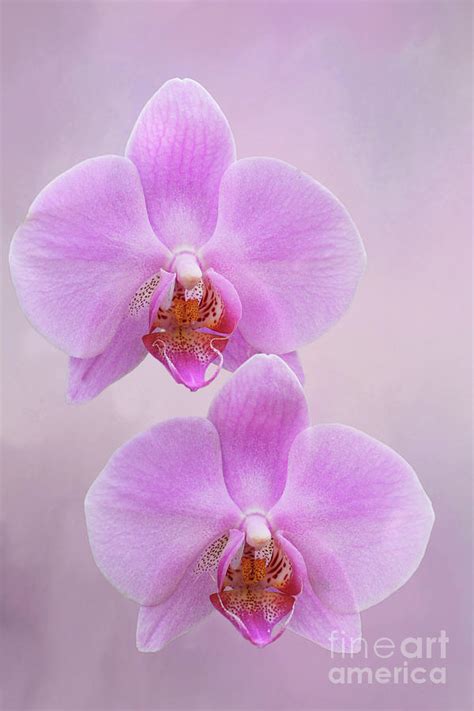 Pretty Light Pink Phalaenopsis Orchids V2 Photograph By Judy Whitton
