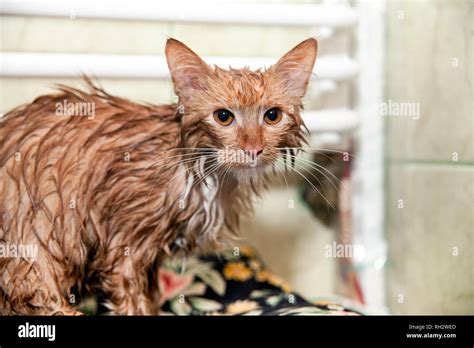 Cute Wet Cat After A Bath Kitten Wrapped In A Towel Dissatisfied Pet