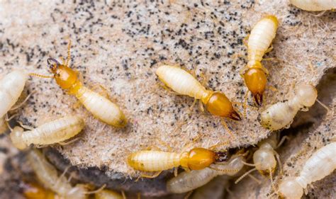 Drywood Termite Control Pest Control Chemicals 800 877 7290