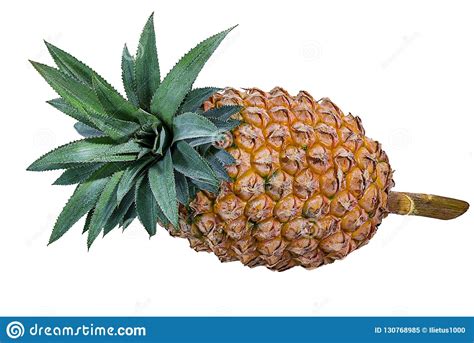 Fresh Pineapple Isolated On White Stock Image Image Of Nature