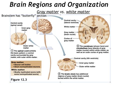 Cross Section Of The Brain Brain Stem And Spinal Cord Diagram Quizlet
