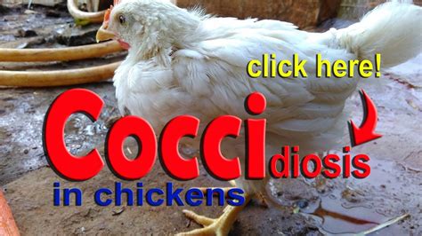 Coccidiosis In Chickens Poultry Diseases Symptoms Eimeria Infection