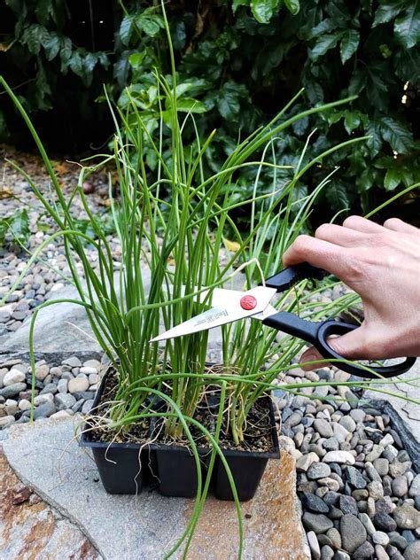 How To Grow Onions From Seed Or Sets To Harvest Laptrinhx News