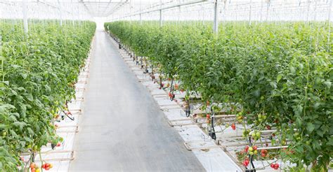 6 Little Known Tips To Grow Tomatoes Better In Greenhouse Atop Lighting