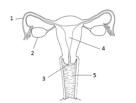 The diagram below represents part of a human reproductive system. Reproduction Organs - WGHS Junior Science