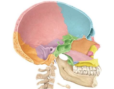 Skeletal System Bones Of The Skull Sagittal View Diagram Quizlet