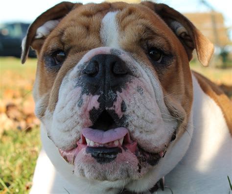 English Bulldog Face Canine · Free Photo On Pixabay