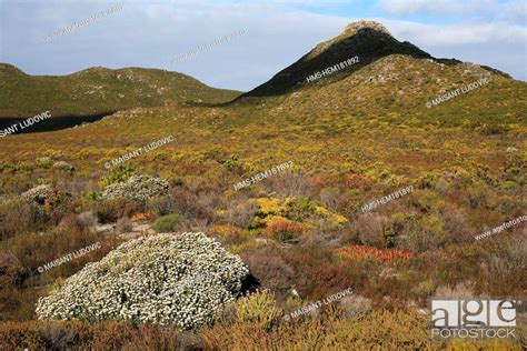 South Africa Table Mountain National Park Cape Of Good Hope Stock