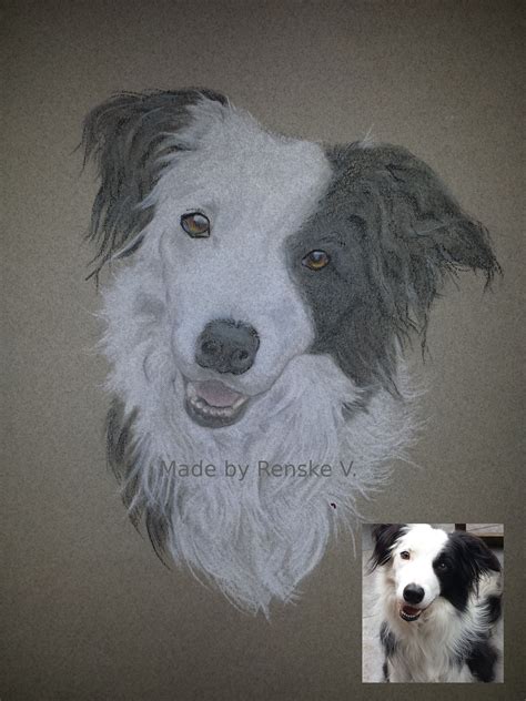 Drawing of a border collie, a commission for a user on etsy. Portrait: Border Collie - Timo Pastel Pencil Drawing made ...