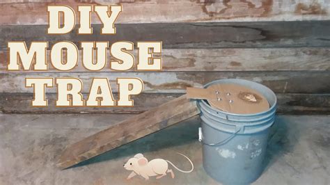 Best Mouse Trap Bucket Mouse Trap Diy Mouse Trap Natural Mouse