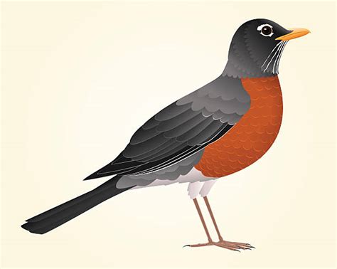 American Robin Bird Illustrations Royalty Free Vector Graphics And Clip