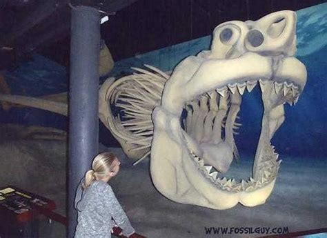 As an owner, you should know when your plant is in distress. Is The Megalodon Shark Alive Today? NO, and Here's Why ...