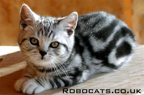 Pictures gallery of british shorthair tabby british shorthairs for sale cats on oodle marketplace playful, healthy and social british shorthair kittens for sale. British Shorthair Silver Tabby kitten bred by Robocats ...