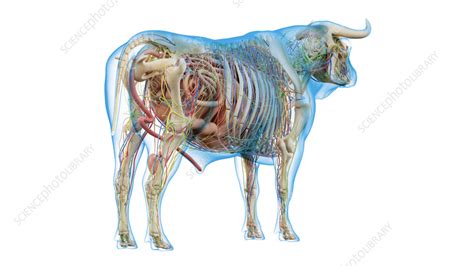 Cattle Anatomy Illustration Stock Image F0355221 Science Photo
