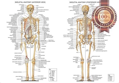 New Anatomical Diagram Chart Guide Skeleton Human Anatomy Print
