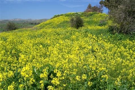 Mustard Tree Israel
