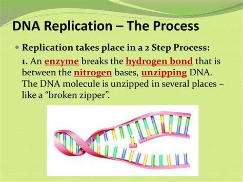 Ppt Dna Replication Rna Protein Synthesis Powerpoint Presentation