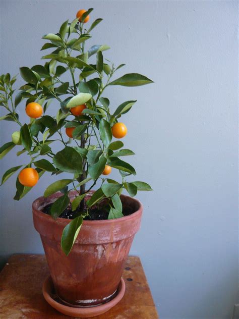 Potted Calamondin Orange Tree Lifestyle Horticulture Home
