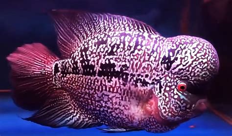 Kamfa Flowerhorn Cichlid Tropical Fish Keeping