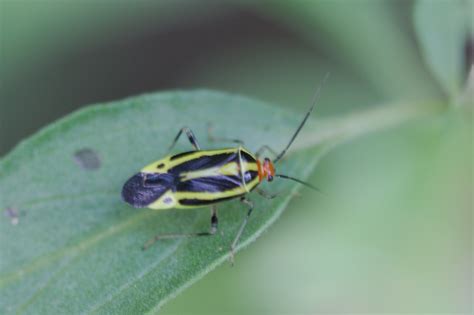 Poecilocapsus Lineatus Four Lined Plant Bug Henry Hartley